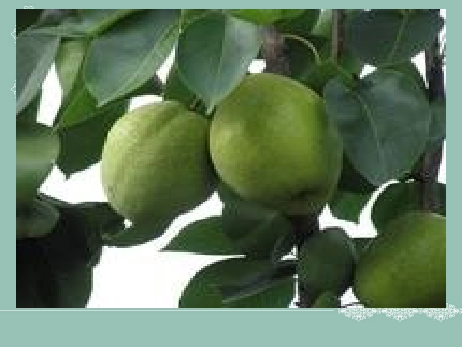 人教版三年级上册作文《美丽的秋天》PPT_第3页