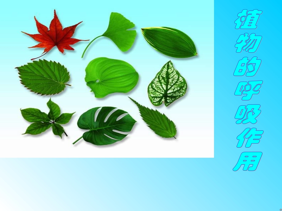 《第四节-植物的呼吸作用》课件6_第1页