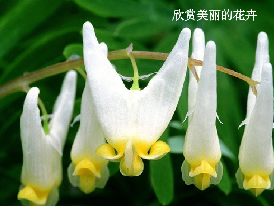 《植物写生》课件2_第3页