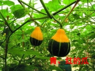 乡下人家课赛
