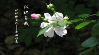 1.认识你我他