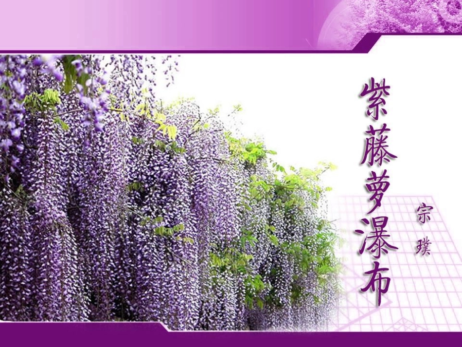 129紫藤萝瀑布_第1页