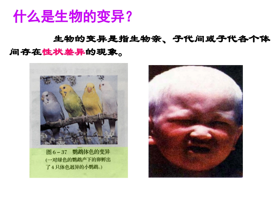 5.1基因突变和基因重组_第3页