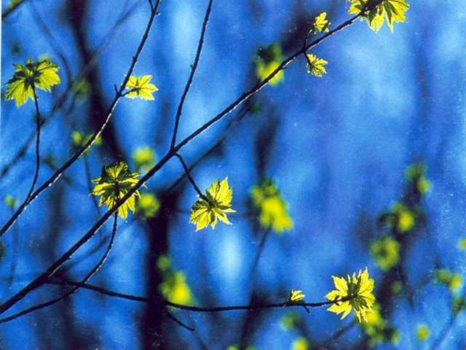 北师大版一年级下册一粒种子PPT课件_第2页