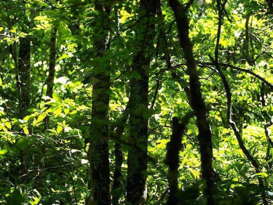 北师大版一年级下册一粒种子PPT课件_第3页