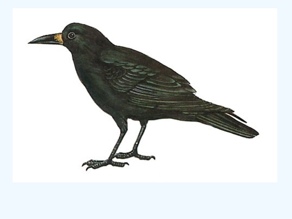 (部编)人教2011课标版一年级上册乌鸦喝水-(2)_第2页