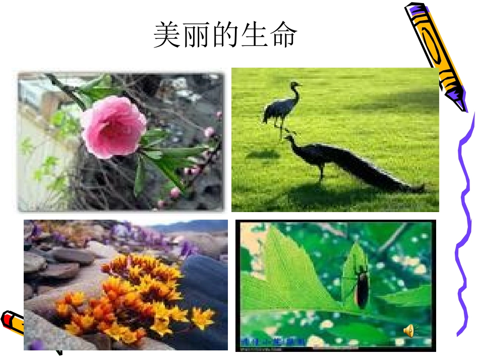 免费下载-短文两篇《蝉·贝壳》课件-ppt_第1页