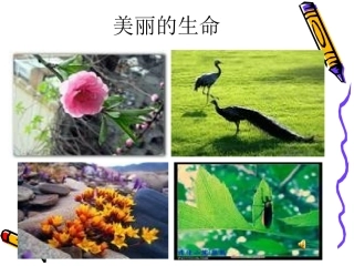 免费下载-短文两篇《蝉·贝壳》课件-ppt
