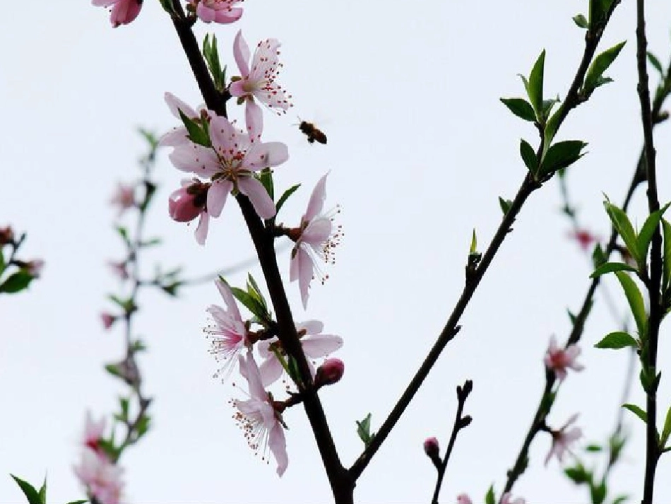 惠崇春江晓景_第1页