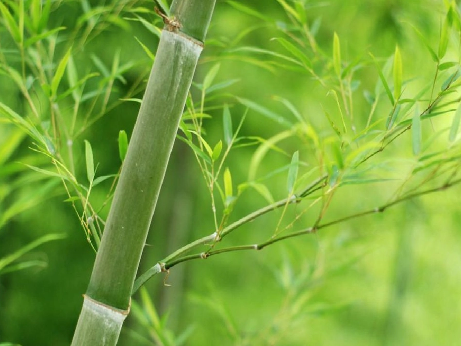 惠崇春江晓景_第2页