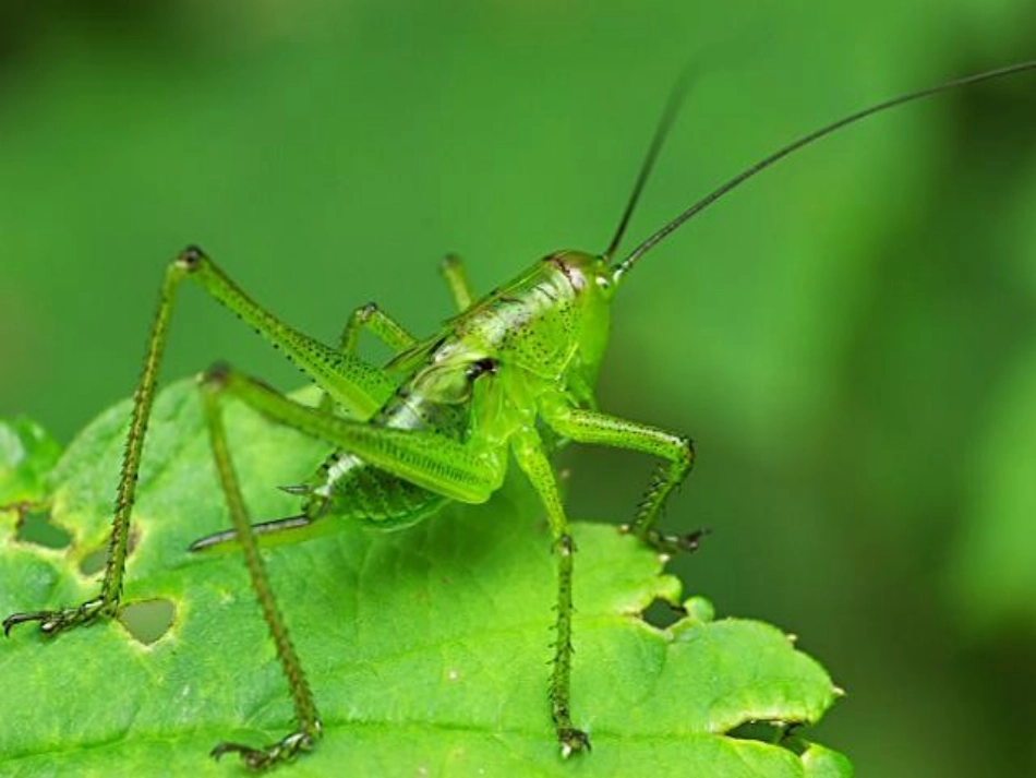 5.送给盲婆婆的蝈蝈_第2页