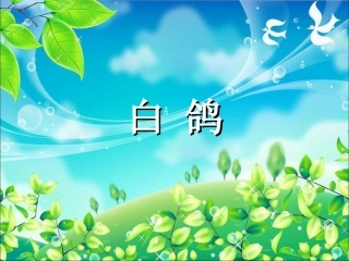 《白鸽》课件1