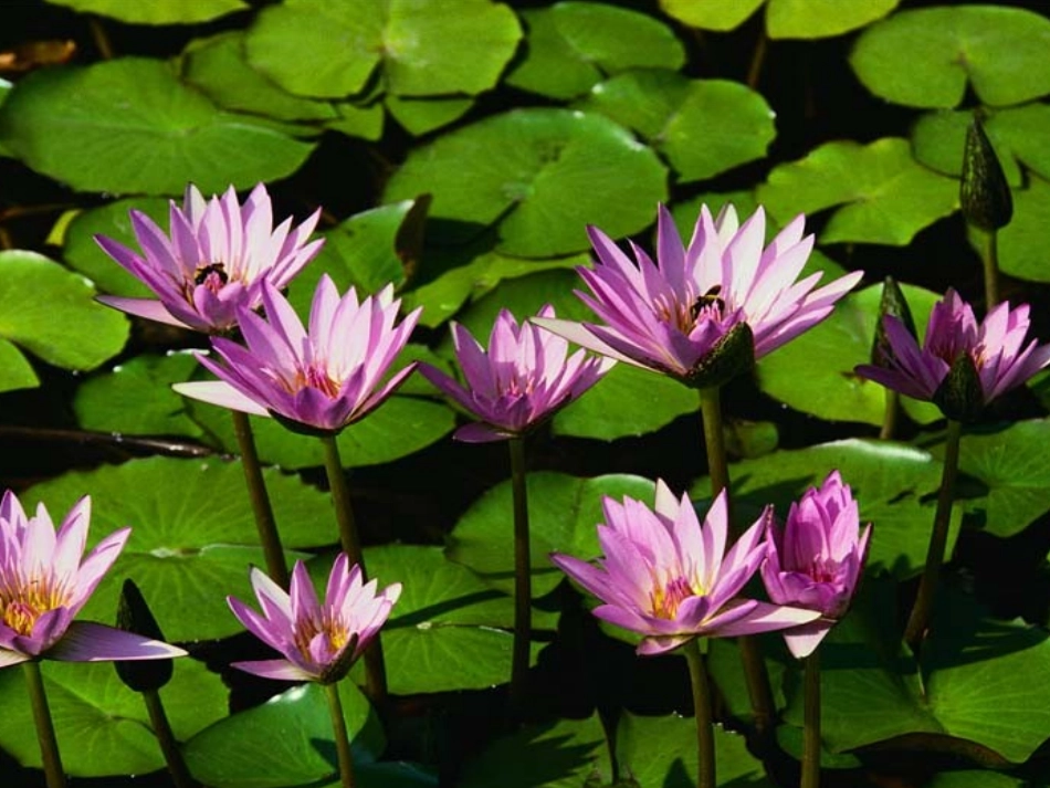 14荷叶圆圆_第1页