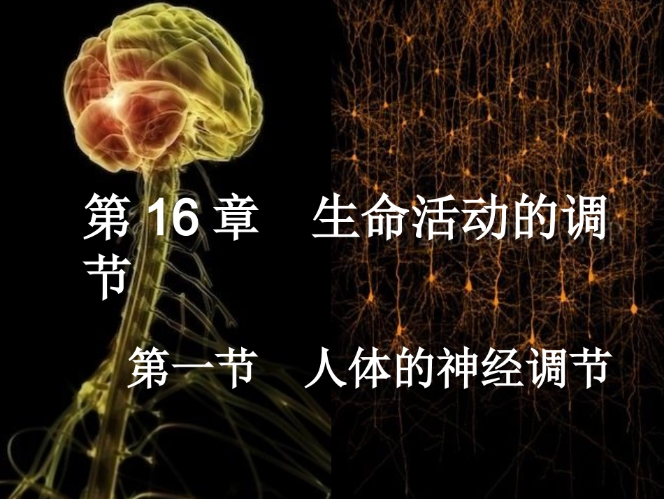 16.1(1)课堂用--人体的神经调节-课件_第2页