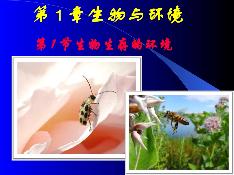 1、1、1生物生存的环境_第3页