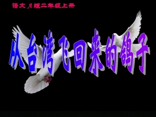 小学语文二年级课件-从台湾飞回来的鸽子