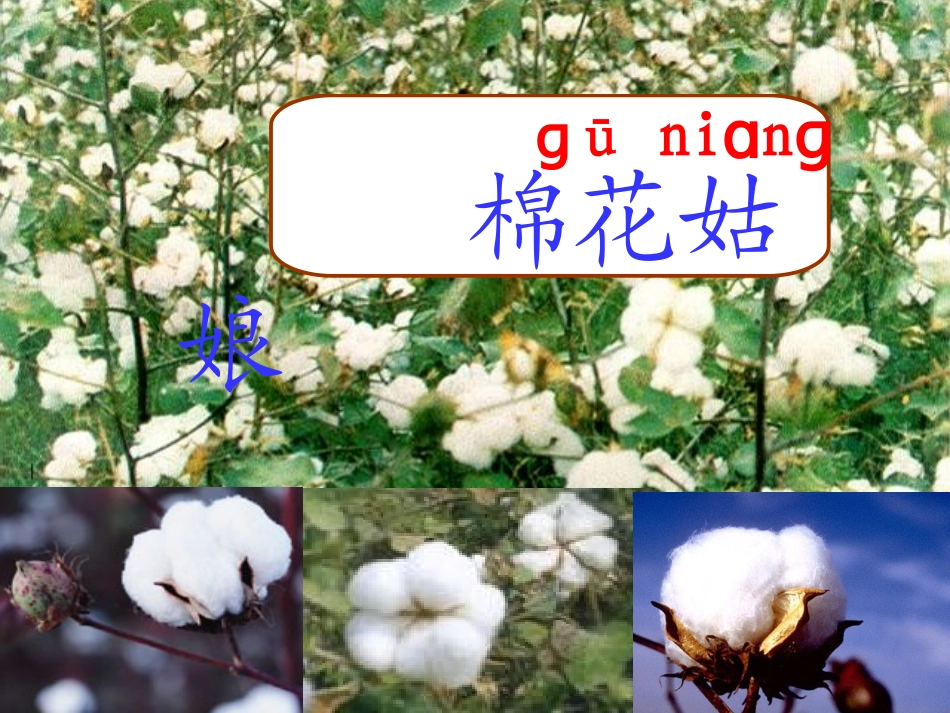 棉花姑娘--PPT_第1页
