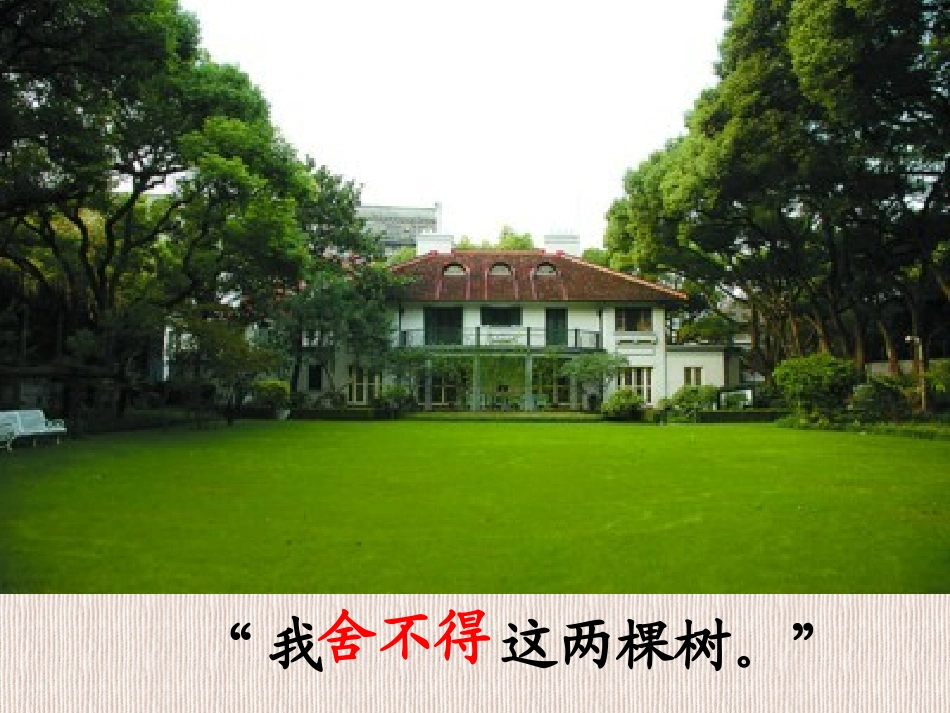 PPT宋庆龄故居的樟树_第2页