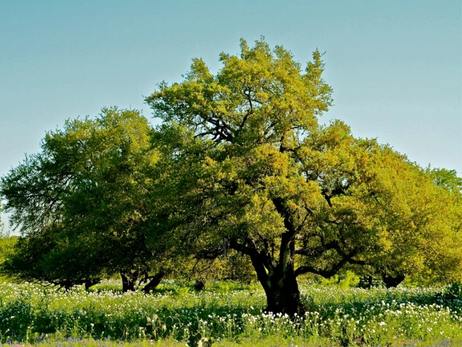 在路易斯安那有一株活着的橡树正在生长_第1页