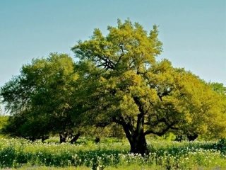 在路易斯安那有一株活着的橡树正在生长