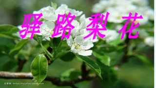 (部编)初中语文人教2011课标版七年级下册驿树梨花