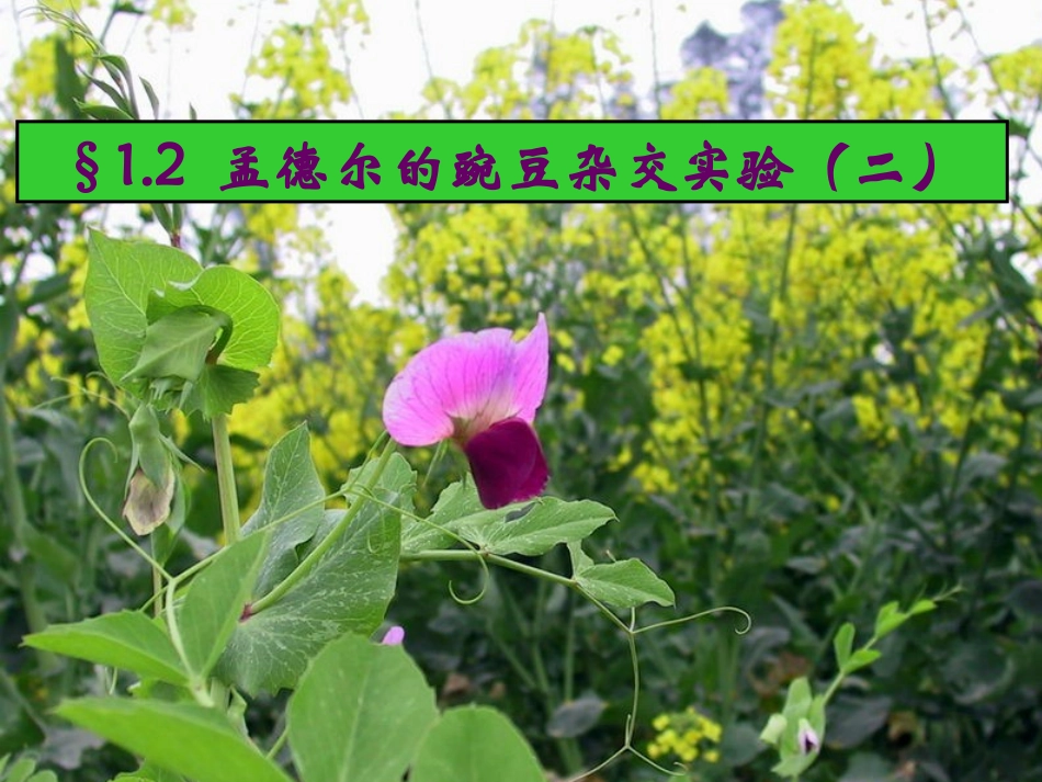 463孟德尔的豌豆杂交实验(二)_第1页