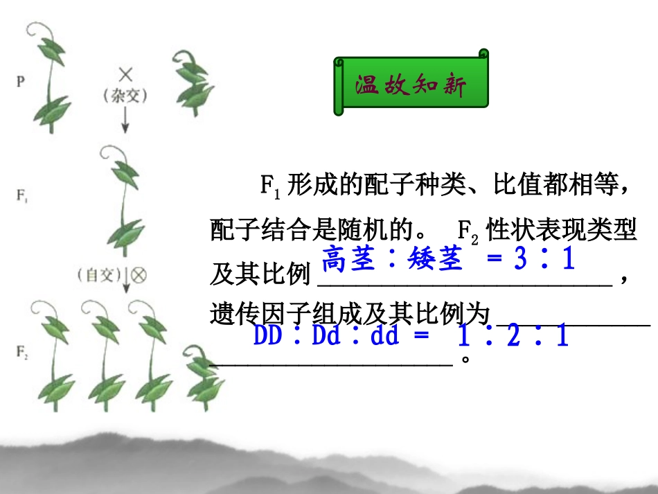 463孟德尔的豌豆杂交实验(二)_第2页
