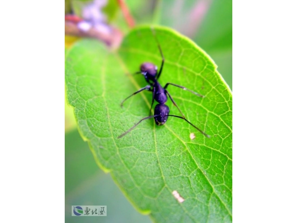 16观察日记_第2页