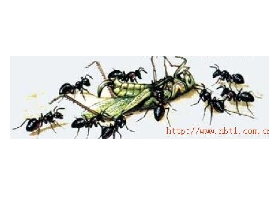 16观察日记_第3页