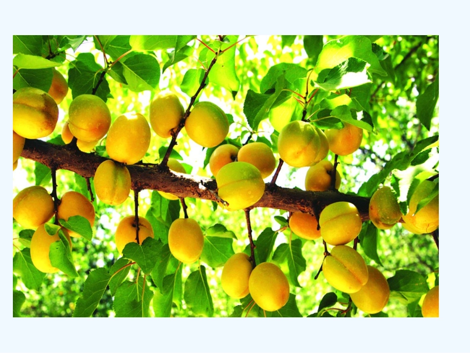 杏儿熟了光谷八小付晶_第3页