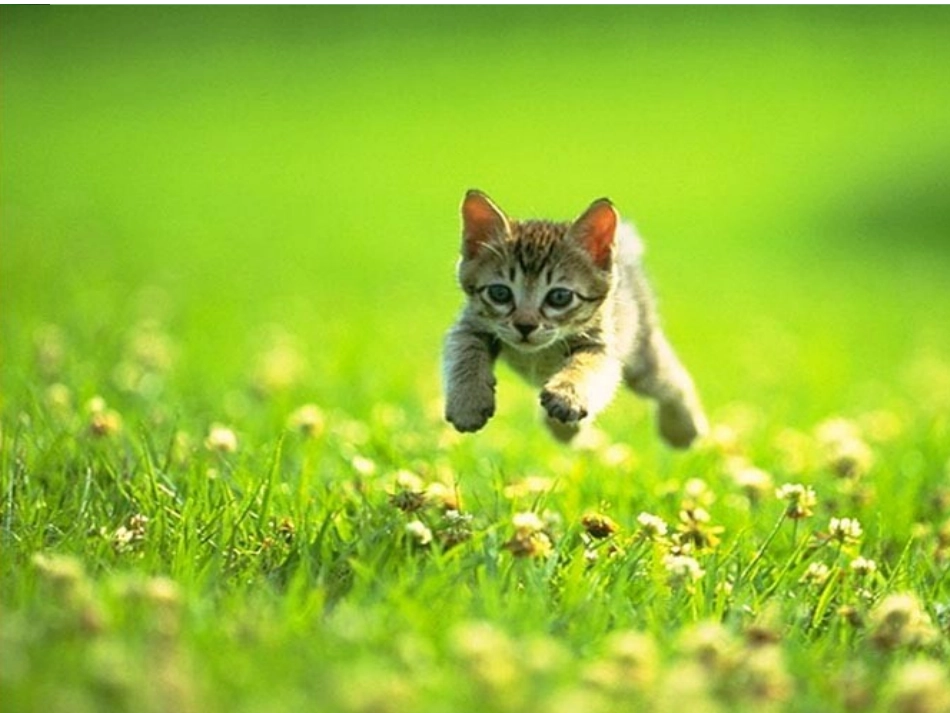 人教版四年级上册15猫张如肖_第1页