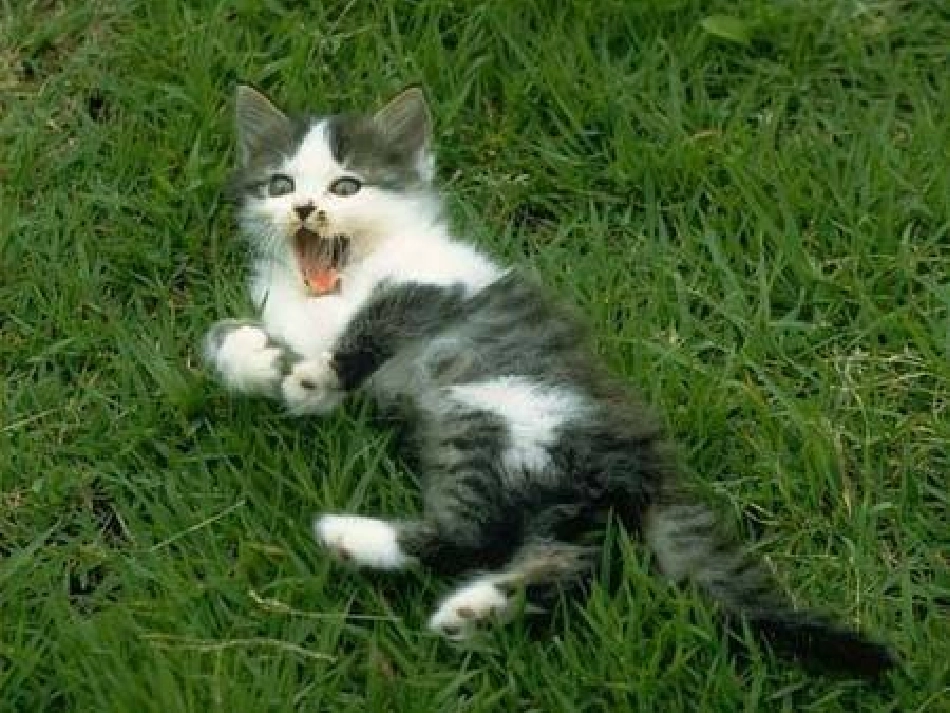 人教版四年级上册15猫张如肖_第3页