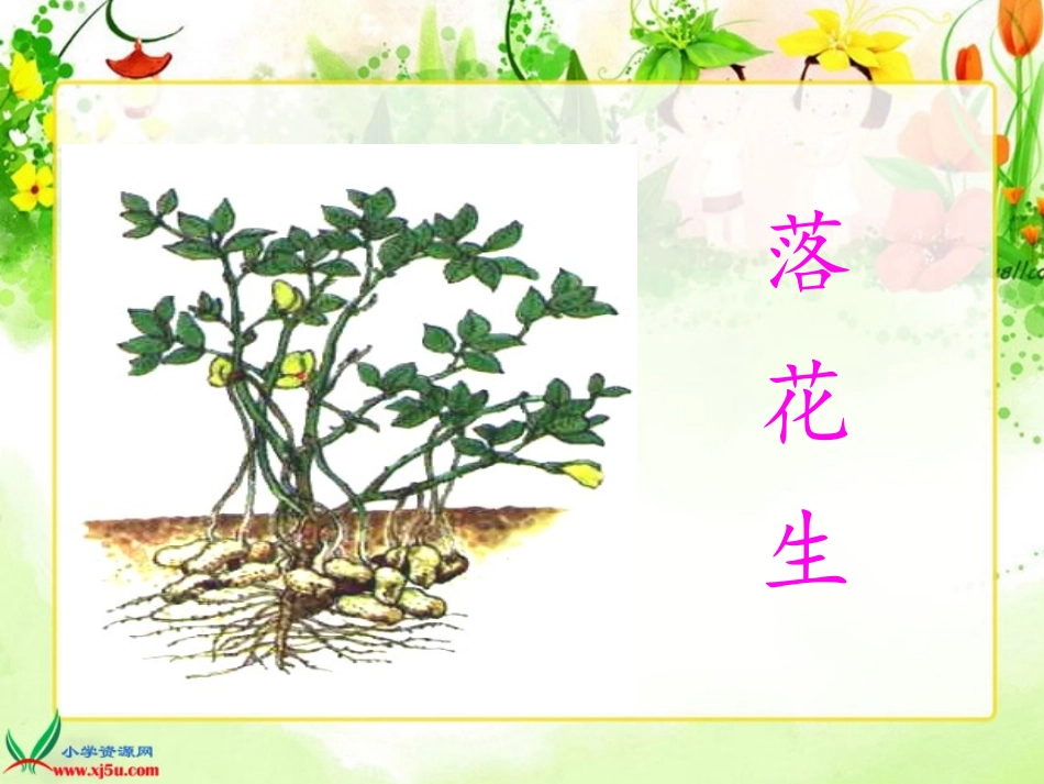 人教版第九册15落花生(上课)_第2页