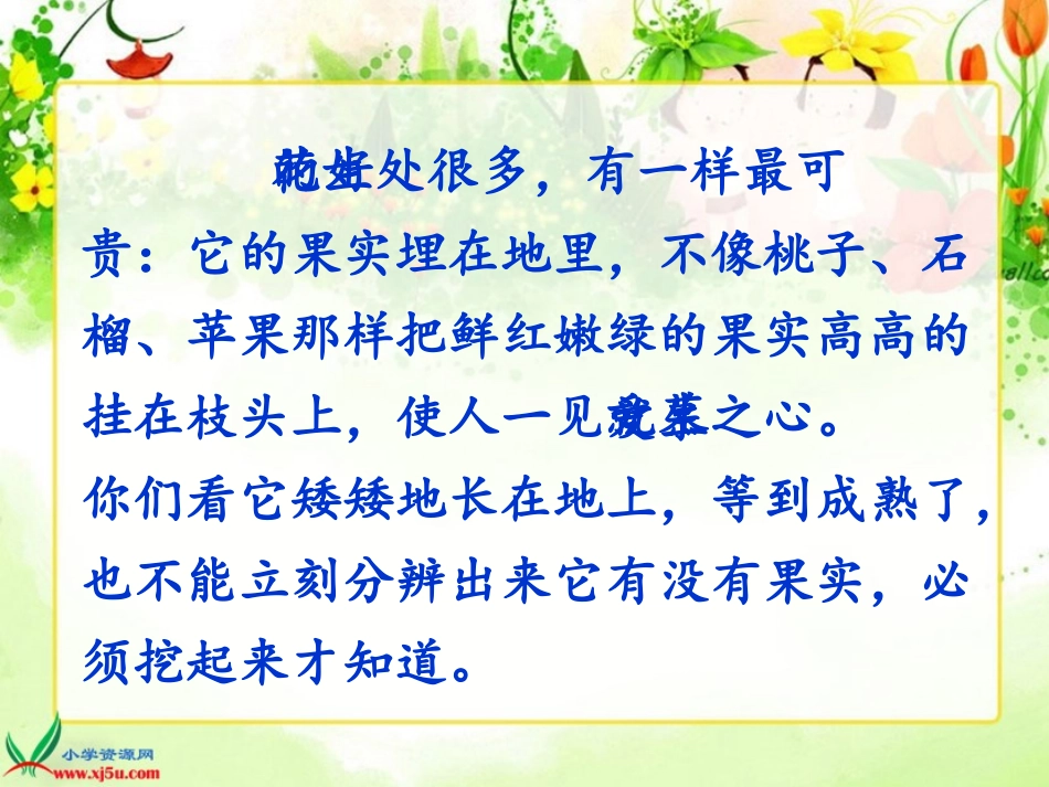 人教版第九册15落花生(上课)_第3页