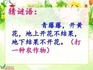 人教版第九册15落花生(上课)