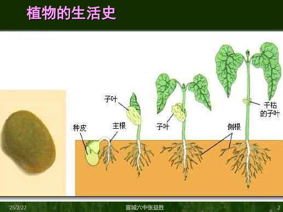 种子的结构2_第2页