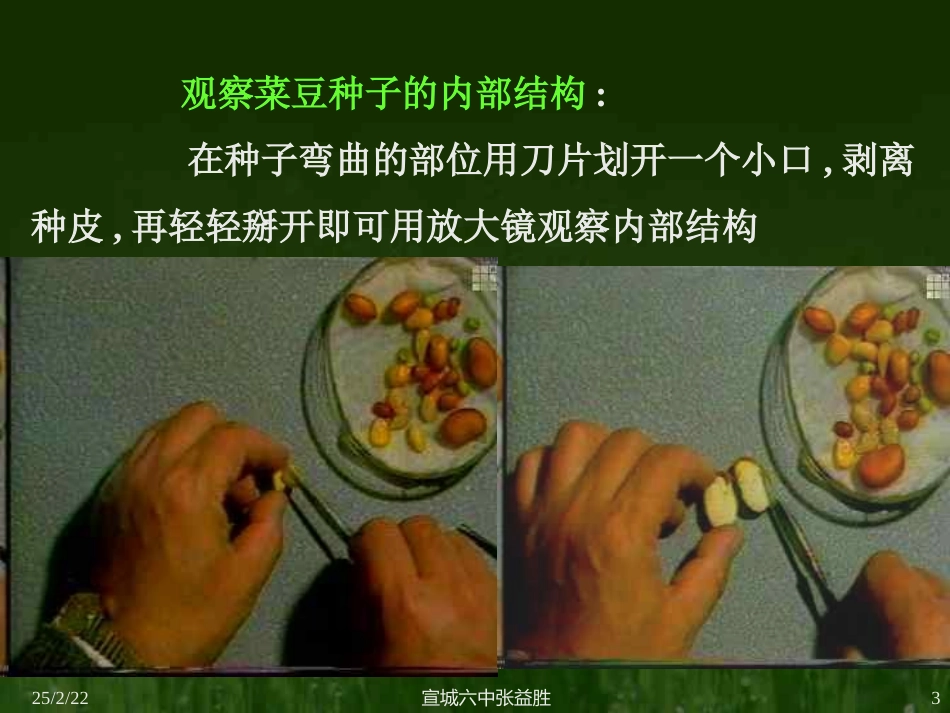 种子的结构2_第3页