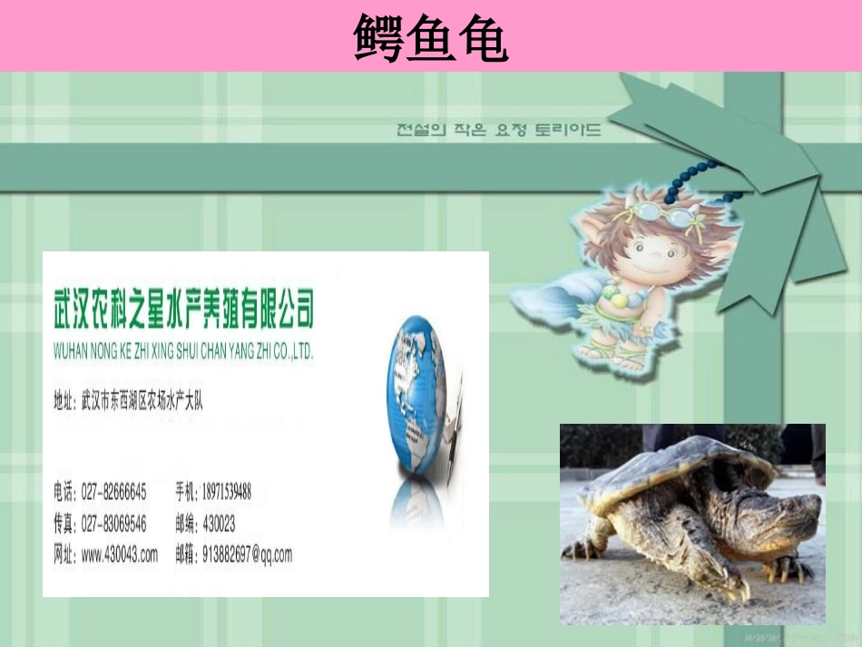 乌龟养殖技术_第3页