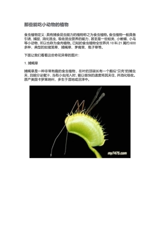 那些能吃小动物的植物