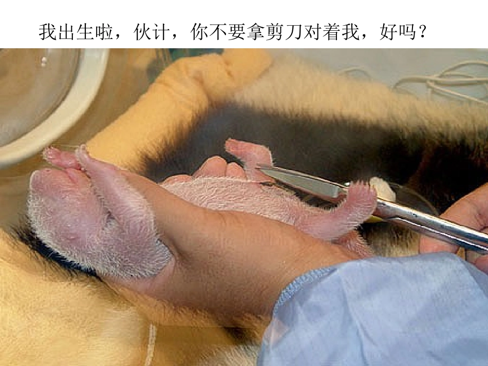 小熊猫成长记录_第2页