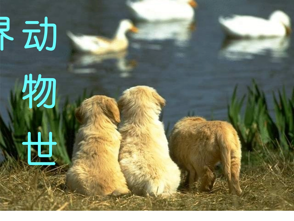 【课件】第20课-如果人类也有尾巴_第1页