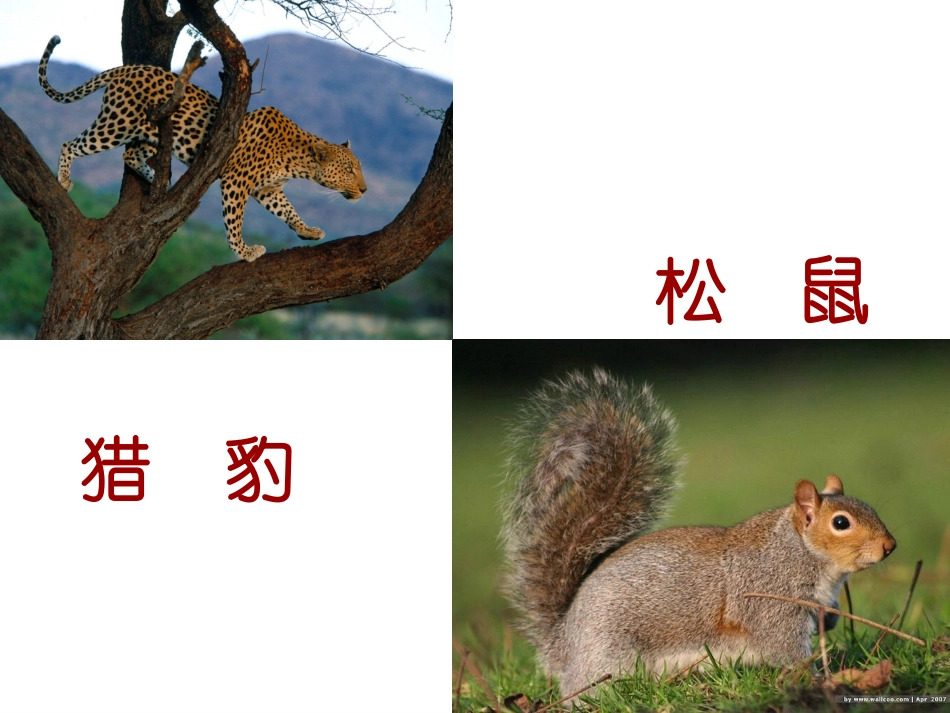 【课件】第20课-如果人类也有尾巴_第2页