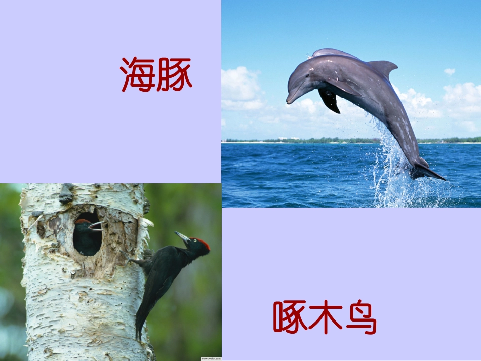 【课件】第20课-如果人类也有尾巴_第3页