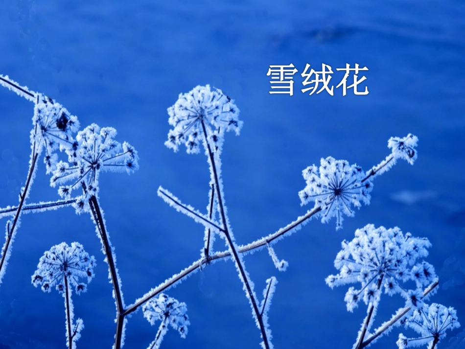 《雪绒花》课件_第1页