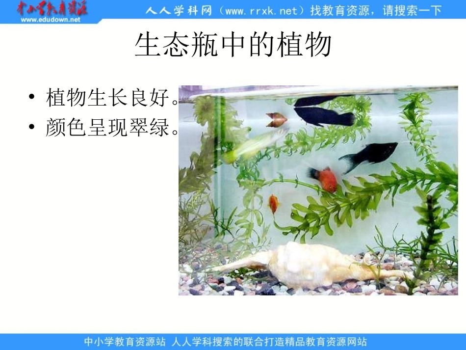 1.7改变生态瓶_第2页