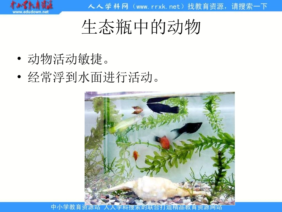 1.7改变生态瓶_第3页