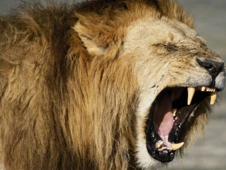 两只小狮子课件_第3页