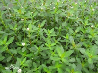 初中二年级语文上《生物入侵者》PPT课件
