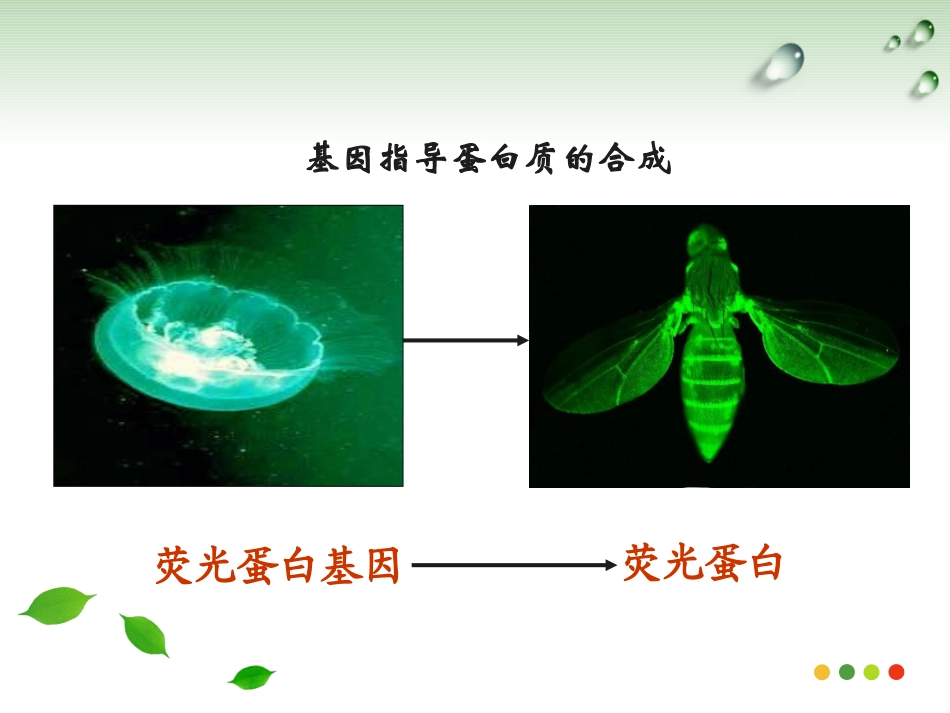人教版必修2第四章第一节基因的表达--基因指导蛋白质的合成(共27张PPT)_第2页