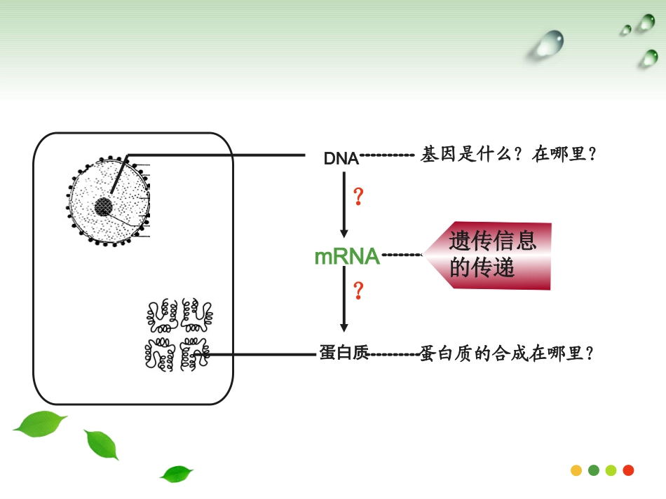 人教版必修2第四章第一节基因的表达--基因指导蛋白质的合成(共27张PPT)_第3页